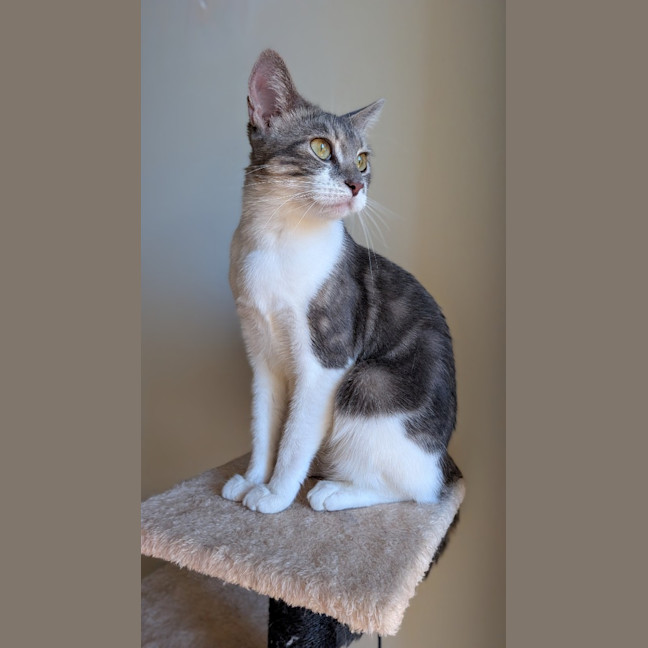 Photo of Juniper