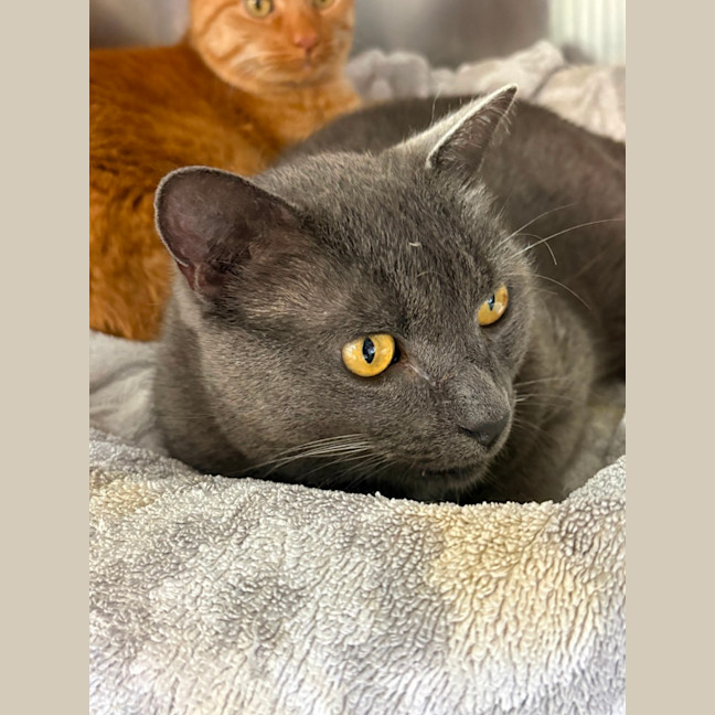 Photo of Teddy