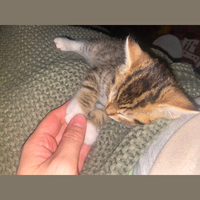 Photo of Pumpkin 
