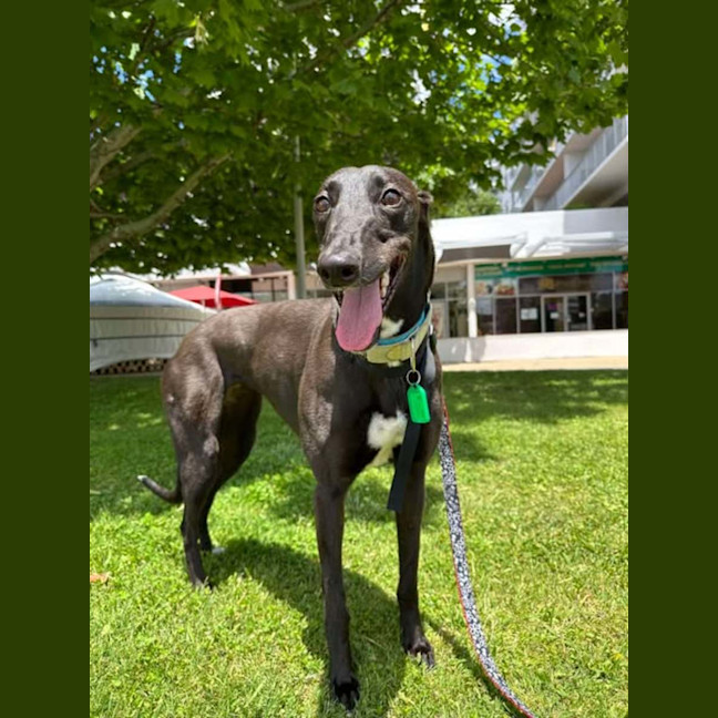 Photo of Missy, They Greyhound