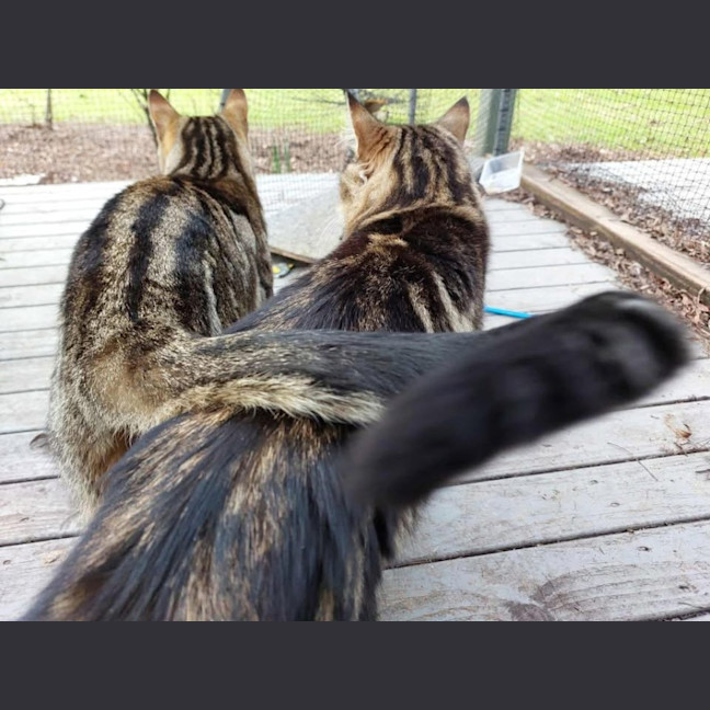 Photo of Mr Tabby Pants