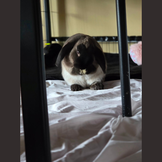 Photo of Ace & Alpha