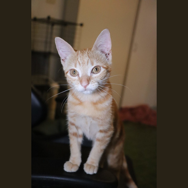 Photo of Nugget