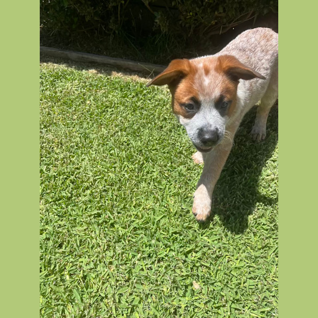 Photo of Budge