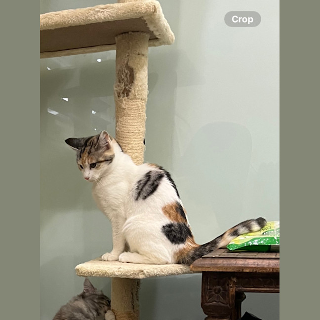 Photo of Paquita (Keeta)