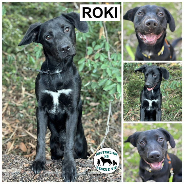 Photo of Roki 