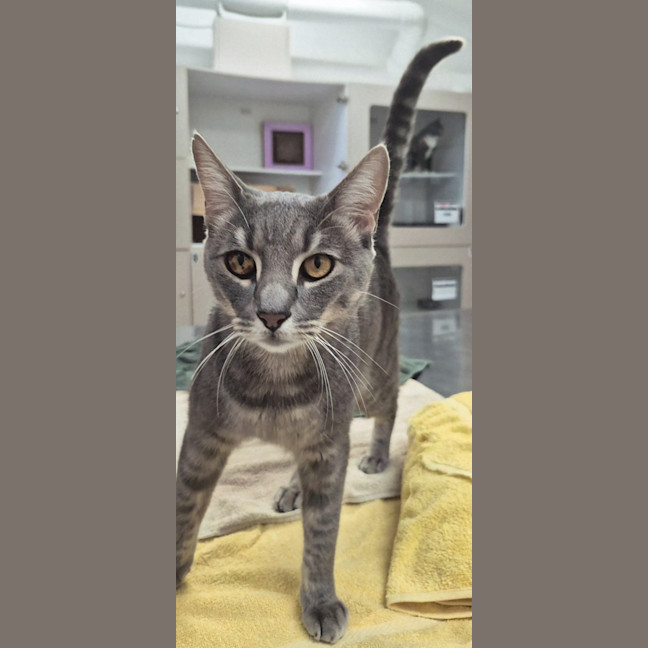 Photo of Smokey (7657)