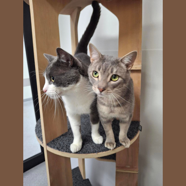 Photo of Vince (Bonded To Nikki)