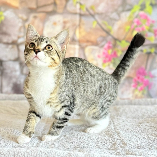 Photo of Marlon  In Foster Care In Greensborogh