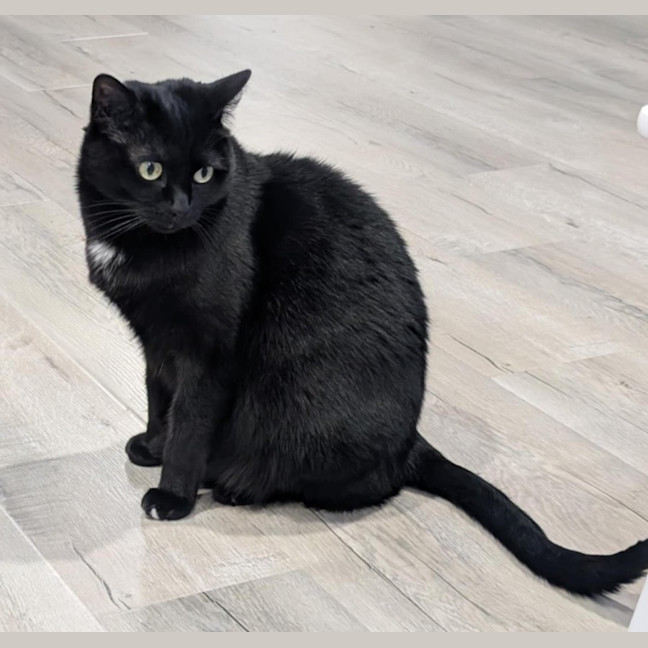 Photo of Tiger And Sock