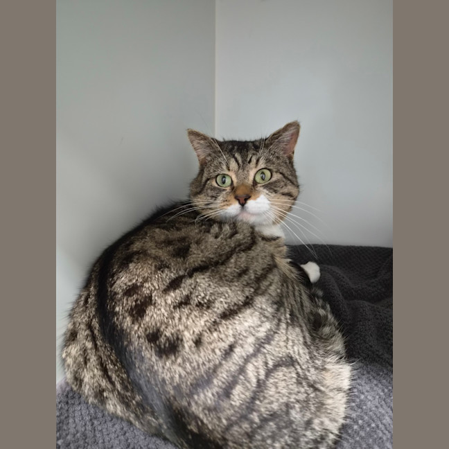 Photo of Tiger