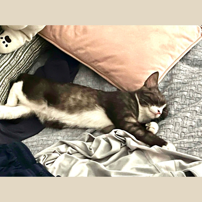 Photo of Sage