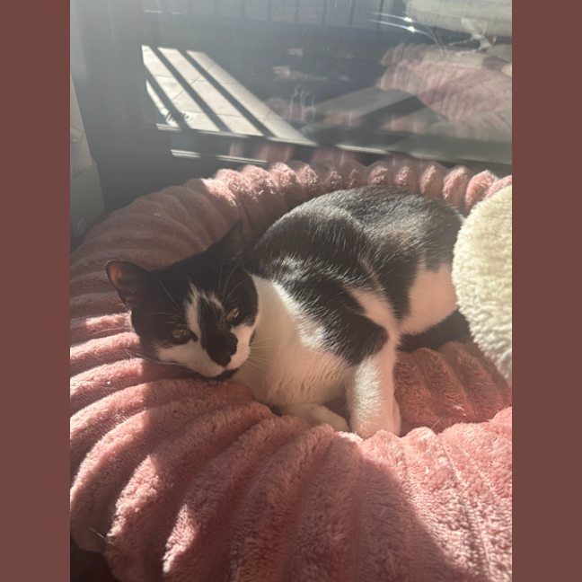 Photo of Lotti