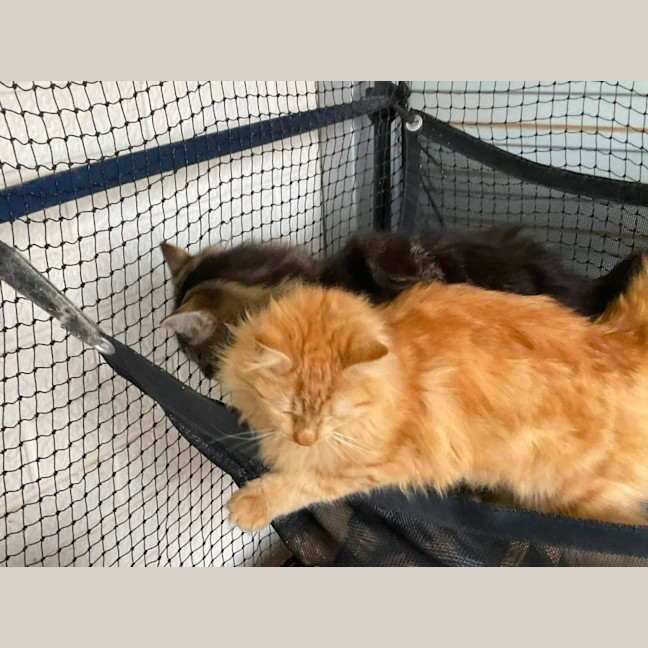 Photo of Gingersnaps And Azrael 