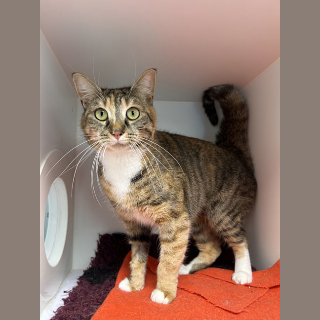 Photo of Athena