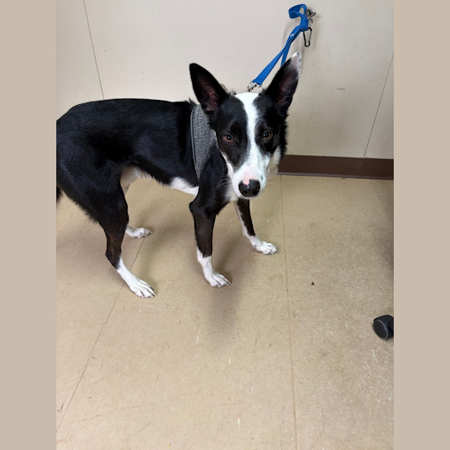 Photo of Otis