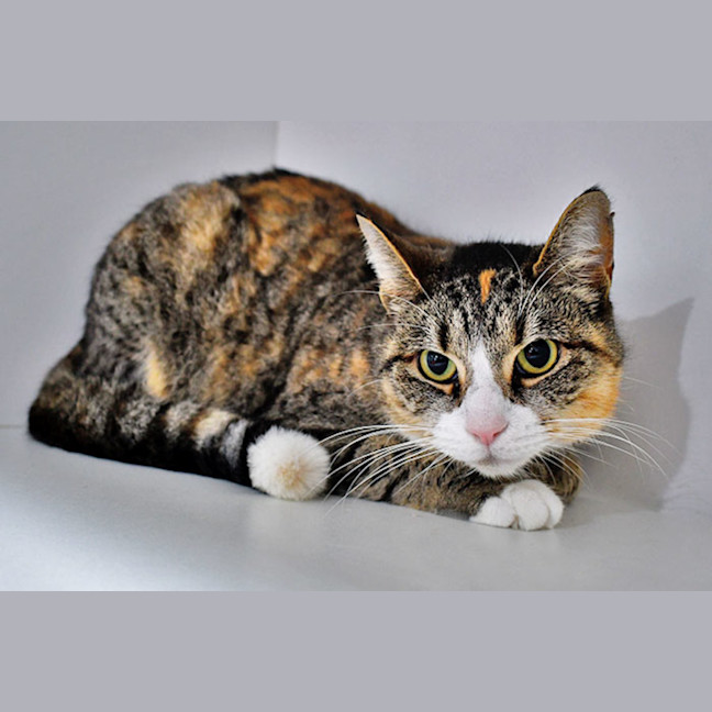 Photo of Kit Kat