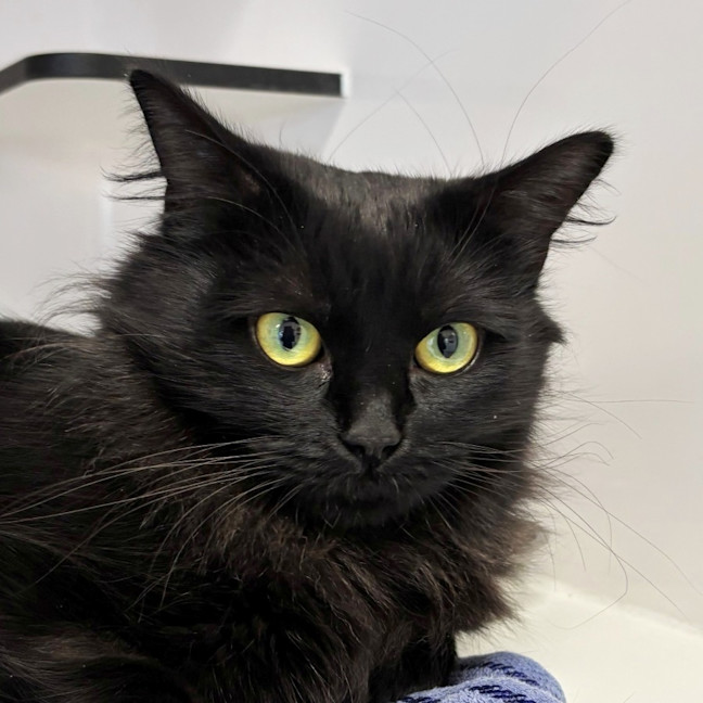 Photo of Pistachio Sta014018