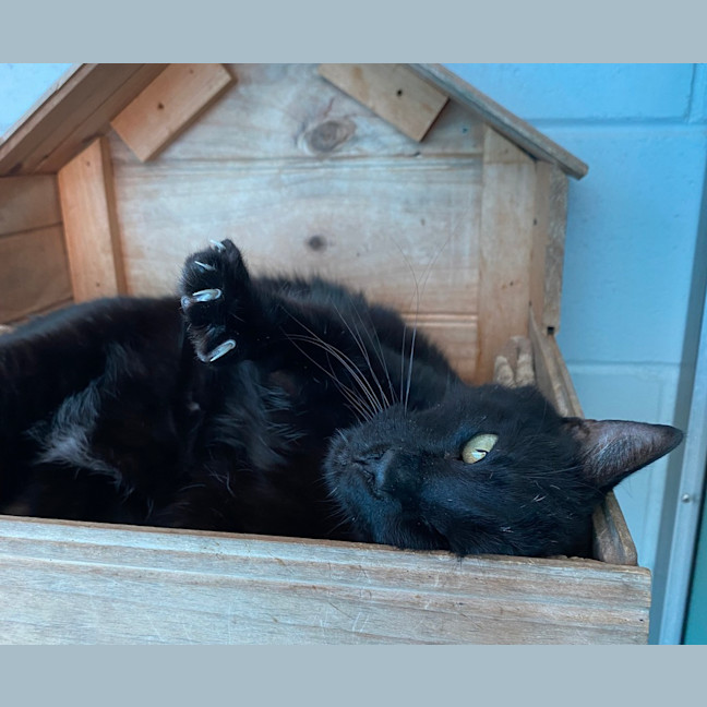 Photo of Purrcy
