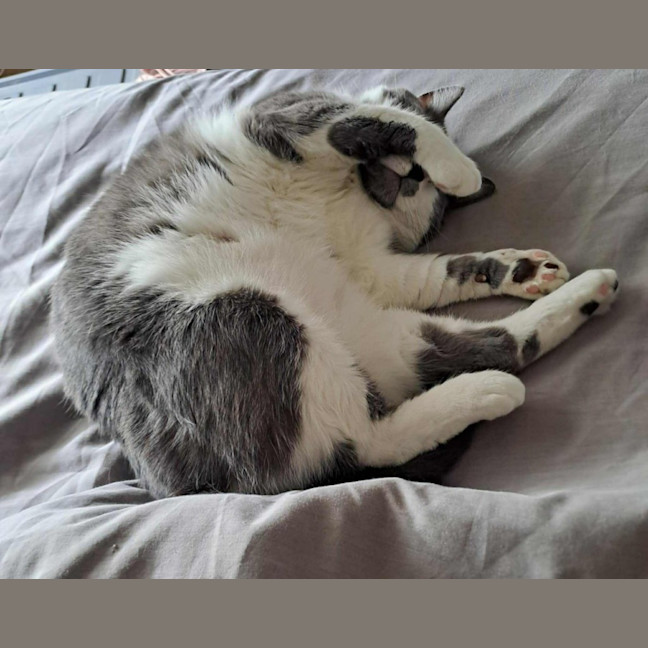 Photo of Don   In Foster Care In Mernda