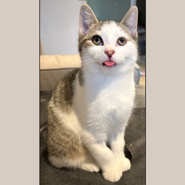 Photo of Chester