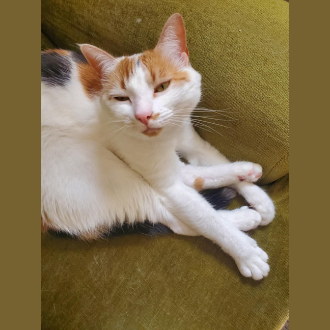 Photo of Hetty   Located In Coburg