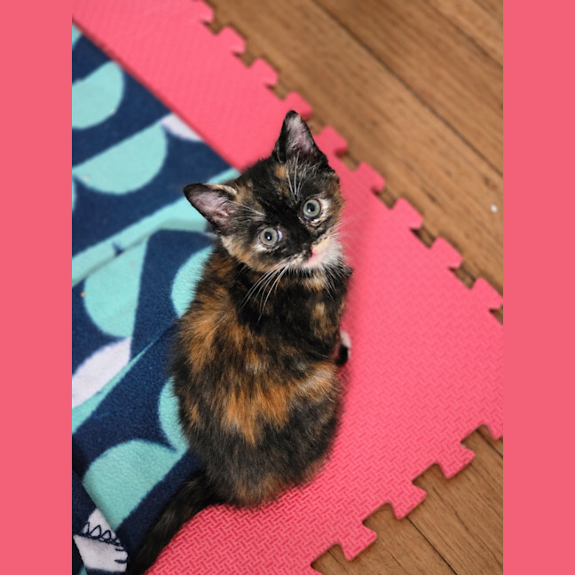 Photo of Fifi