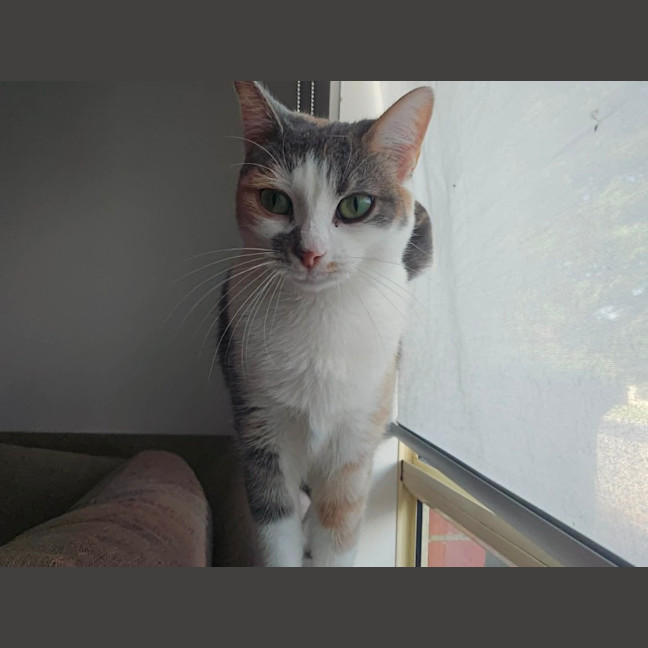 Photo of Cindy *9 Lives Project Rescue*