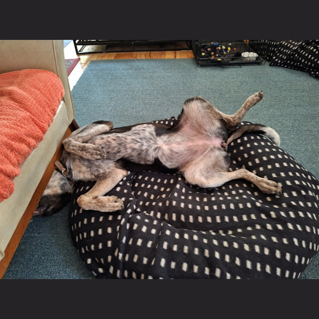 Photo of Velma 