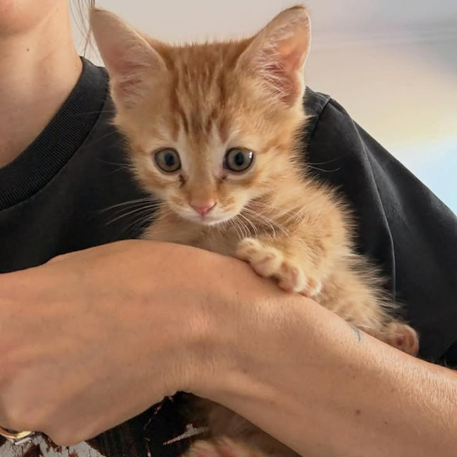 Photo of Mocha