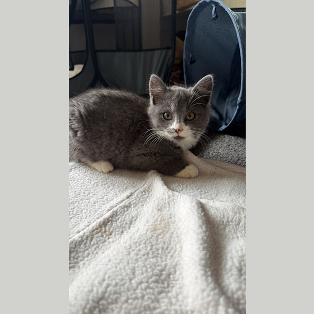 Photo of Nova