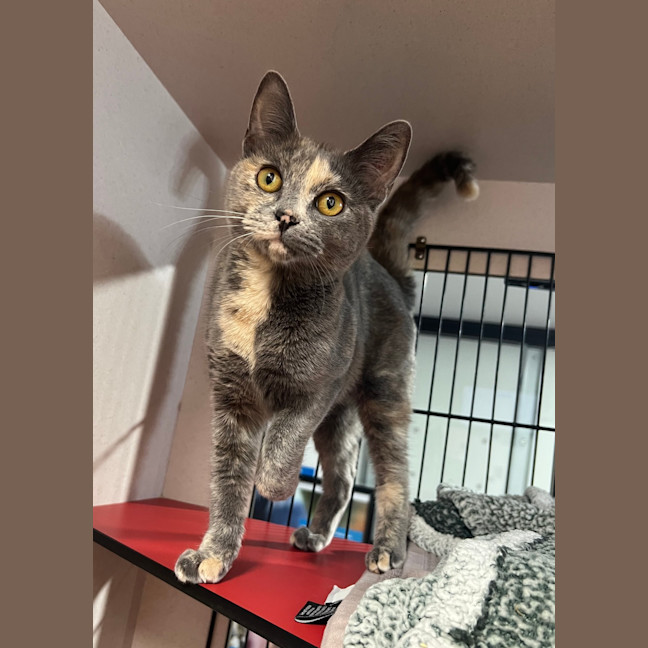 Photo of Storm