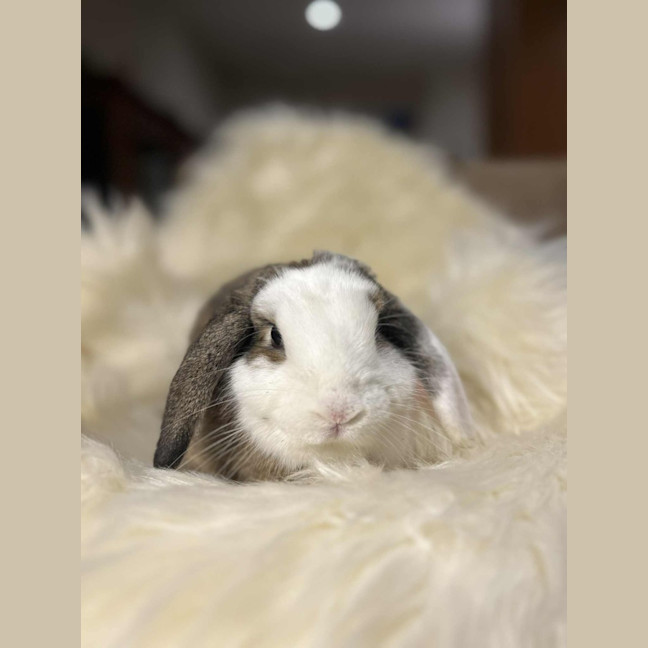 Photo of Daphne 