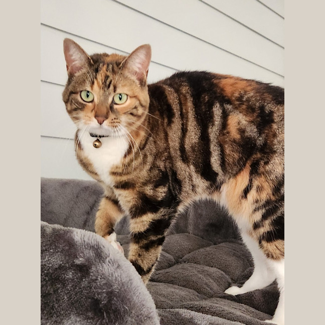 Photo of Juno