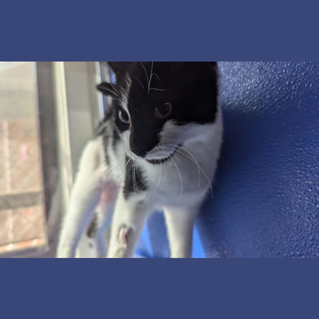 Photo of Peanut