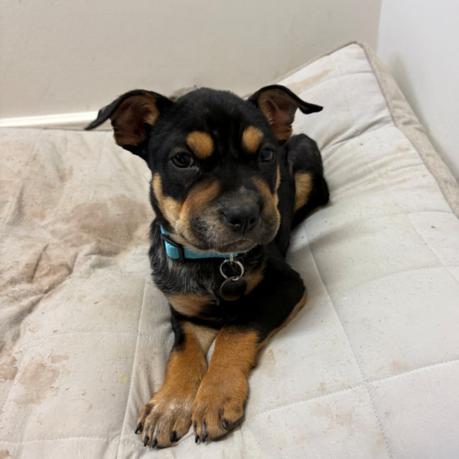 Photo of Maverick