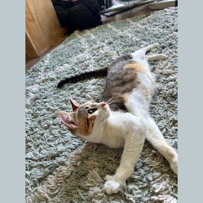 Photo of Sprinkles