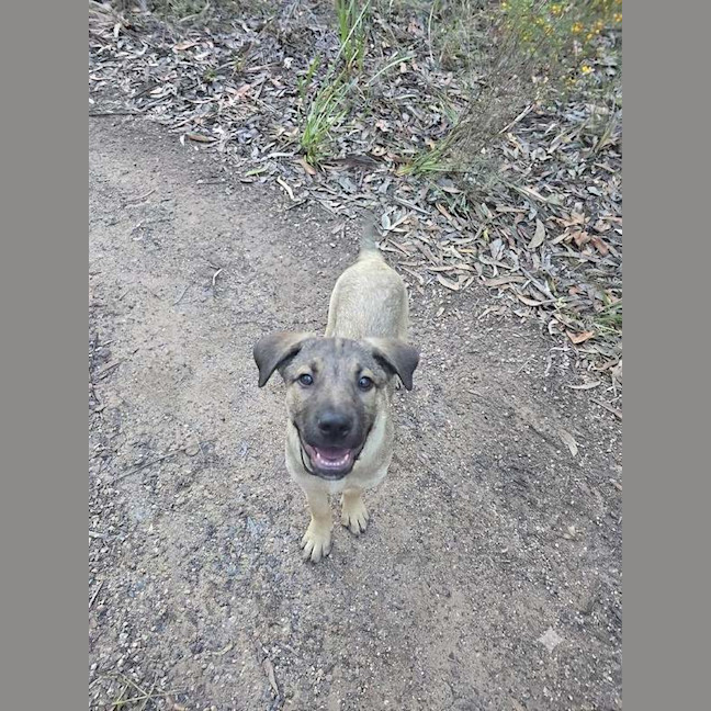 Photo of Bandit