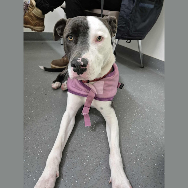 Photo of Windsor 🏎️