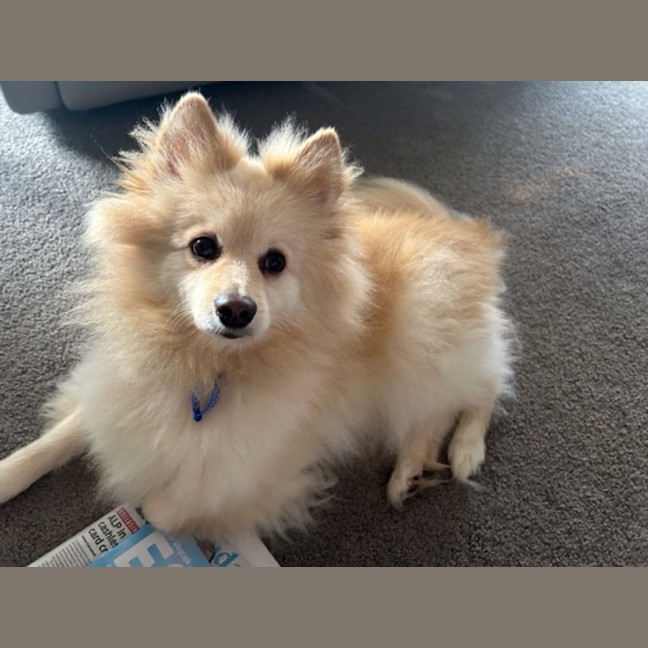 Photo of Jasper   7 Year Old Pomeranian (Trial)