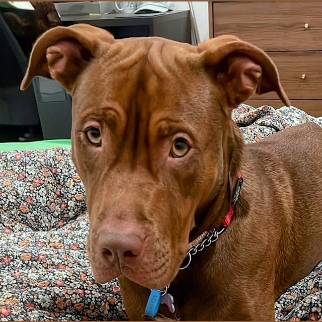 Photo of Coco