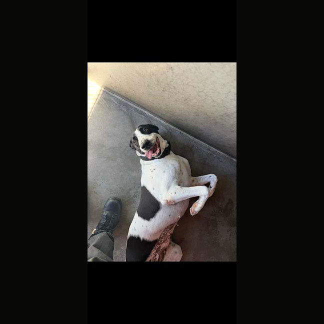 Photo of Harley