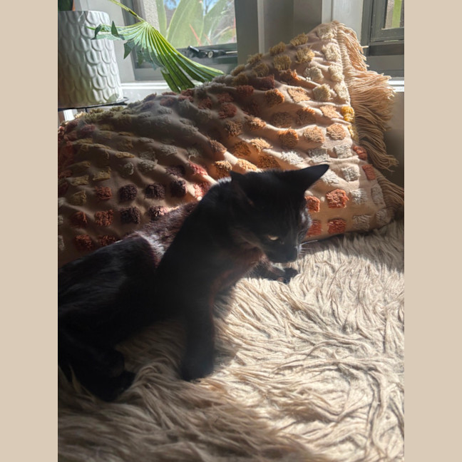 Photo of Cherry 