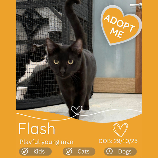 Photo of Flash