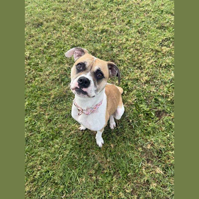 Photo of Pudgy