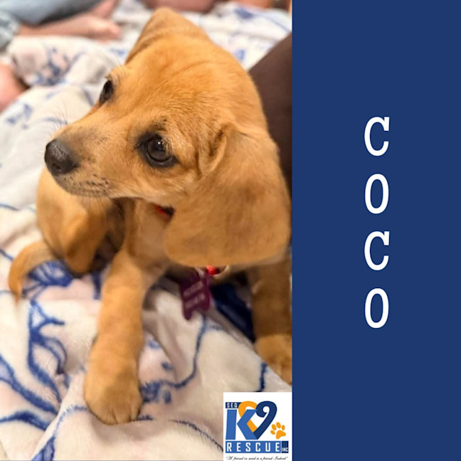 Photo of Coco