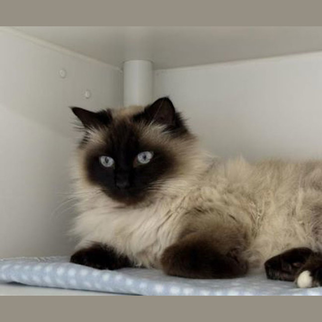 Photo of Boo