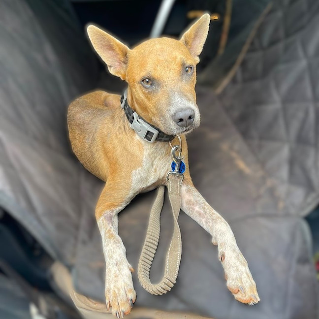 Photo of Diesel