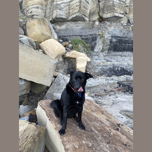 Photo of Puddin   1 Year Old Kelpie X Cattle Dog