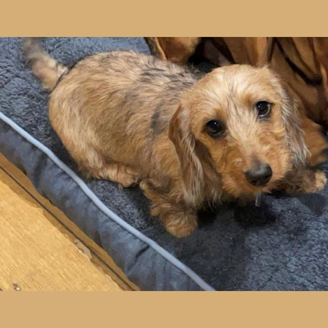 Photo of Sally And Jessie Wensleydale